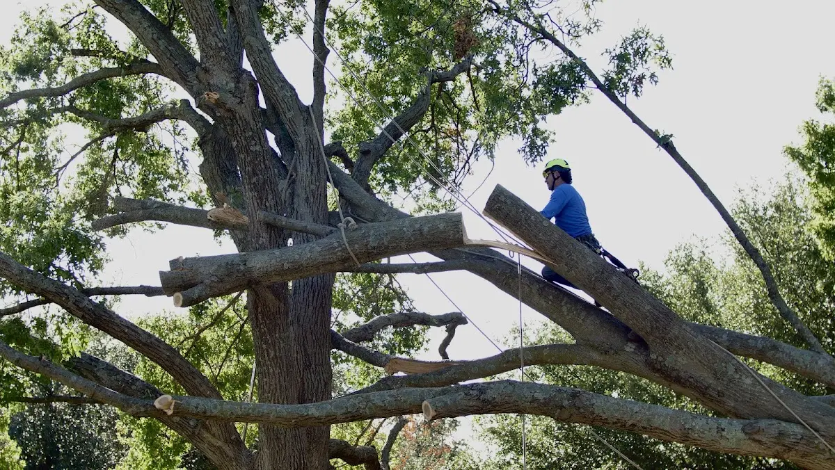 Professional Crown Thinning performed by certified arborists in New Sharon