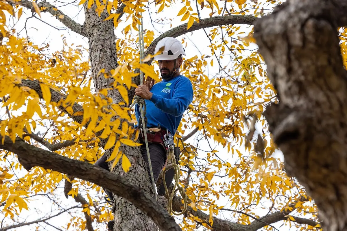 Skilled Tree Pruning crew working in New Sharon
