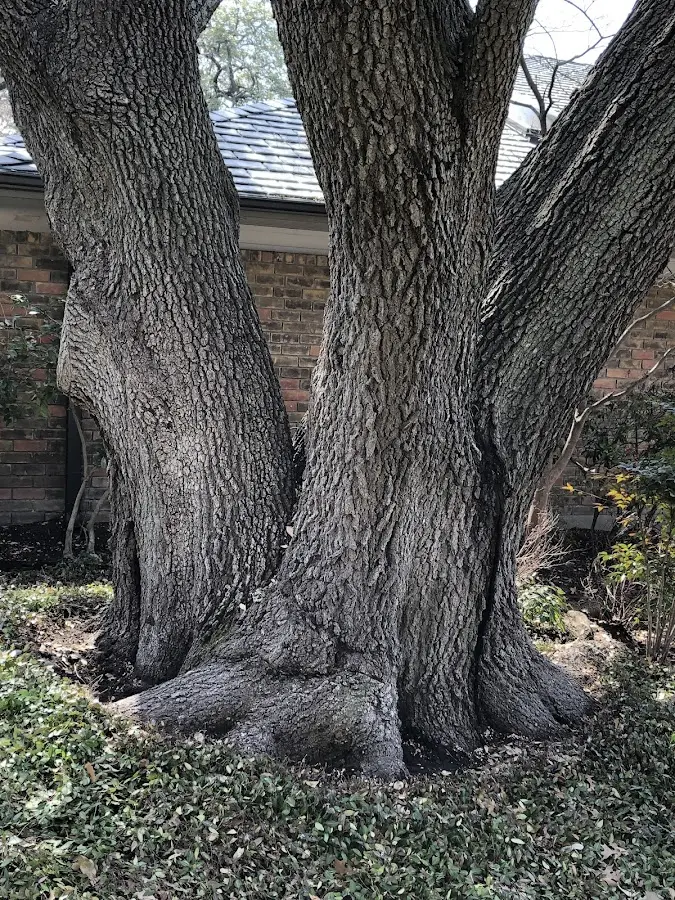Mature heritage tree close to a New Sharon property cared for by certified arborists